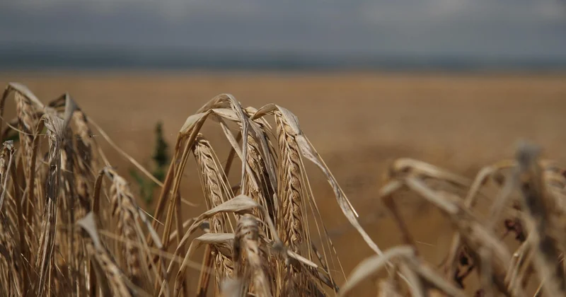 Saftiges Dinkelbrot mit frischer Hefe: Temperaturen und Backzeiten im Detail